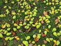 Windfall in Autumn, Pear Royalty Free Stock Photo