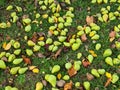 Windfall in Autumn, Pear Royalty Free Stock Photo
