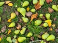 Windfall in Autumn, Pear Royalty Free Stock Photo