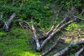 Windfall forest, deadfall wood