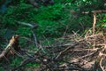 Windfall forest, deadfall wood