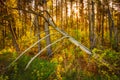 Windfall In Forest. Storm Damage. Fallen Tree