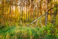 Windfall In Forest. Storm Damage. Fallen Tree