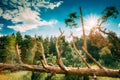 Windfall In Forest. Storm Damage. Fallen Trees In Coniferous Forest