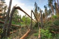 Windfall in forest. Storm damage.