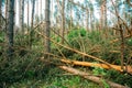 Windfall in forest. Storm damage.