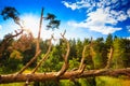 Windfall In Forest. Storm Damage. Fallen Trees In