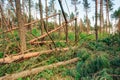 Windfall in forest. Storm damage. Fallen trees in forest after s