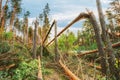 Windfall In Forest. Storm Damage.