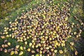 Windfall fruits on the meadow Royalty Free Stock Photo