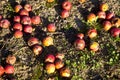 Windfall fruits on the meadow