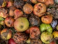 Windfall rotten apples on the compost