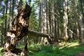 The windfall spruce tree with roots pulled out from the ground in the forest of the national park