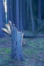 Windfallen coniferous tree in the forest after the storm Royalty Free Stock Photo