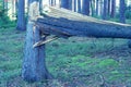 Windfallen coniferous tree in the forest after the storm, dangerous in nature Royalty Free Stock Photo