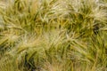 Windfallen ripening Einkorn wheat spikes from close