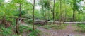 Windfallen trees in the forest in summer, panoramic view Royalty Free Stock Photo