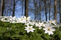 Windflower (Anemone nemorosa) Royalty Free Stock Photo