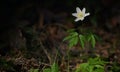 Windflower Anemone Nemorosa Blossoms In A Meadow