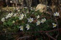 Windflower Anemone Nemorosa Blossoms In A Meadow