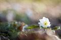 Windflower (Anemone nemorosa)