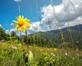 Windflowers on alpine meadow of Carpathian mountains in western Ukraine Royalty Free Stock Photo