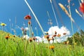 Windflowers of alpine region in Carpathian mountains in western Ukraine Royalty Free Stock Photo