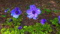 Windflowers Anemone is a genus of flowering plants in the buttercup family Ranunculaceae