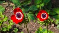 Windflowers Anemone is a genus of flowering plants in the buttercup family Ranunculaceae Royalty Free Stock Photo