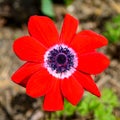 Windflowers Anemone is a genus of flowering plants in the buttercup family Ranunculaceae