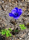 Windflowers Anemone is a genus of flowering plants in the buttercup family Ranunculaceae