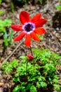 Windflowers Anemone is a genus of flowering plants in the buttercup family Ranunculaceae Royalty Free Stock Photo