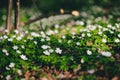 Windflowers in the forest Royalty Free Stock Photo