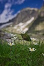 Windflowers in the Kotlina piatich Spisskych plies valley