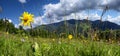 Windflowers on meadow of Carpathian mountains. Alpine nature panorama Royalty Free Stock Photo