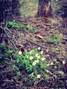 Windflowers in the spring forest Royalty Free Stock Photo