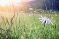 Windflowers under morning sunshine in rural countryside of Carpathian mountains Royalty Free Stock Photo