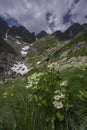 Windflowers under Pfinnova kopa mountain over Kotlina piatich Spisskych plies valley