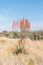 Windhoek or Mountain Aloe, Aloe littoralis, north of Otjiwarongo Royalty Free Stock Photo