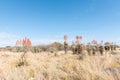 Windhoek or Mountain Aloes, Aloe littoralis, north of Otjiwarongo Royalty Free Stock Photo