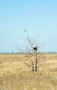 Windhover flying over the tree with nest Royalty Free Stock Photo