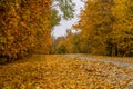 Winding asphalt road all covered with bright orange foliage passes through a beautiful autumn forest Royalty Free Stock Photo