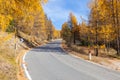 A winding road curves through autumn trees Royalty Free Stock Photo
