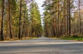 A winding asphalt road passes through a beautiful autumn forest Royalty Free Stock Photo