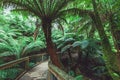 Winding boardwalk in Australian Rainforest