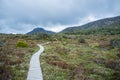 Winding boardwalk among native vegetation in Hartz Mountains Nat