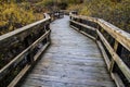 Winding Boardwalk Path Through The Wetlands