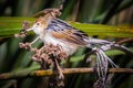 Winding Cisticola