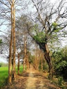 The winding cola road in the middle of the dense forest is quite beautiful Royalty Free Stock Photo