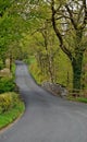 The winding country lane tgoes through the trees and hedgeros with lush green leaves Royalty Free Stock Photo